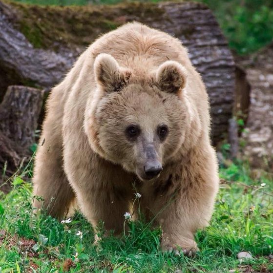 თინა