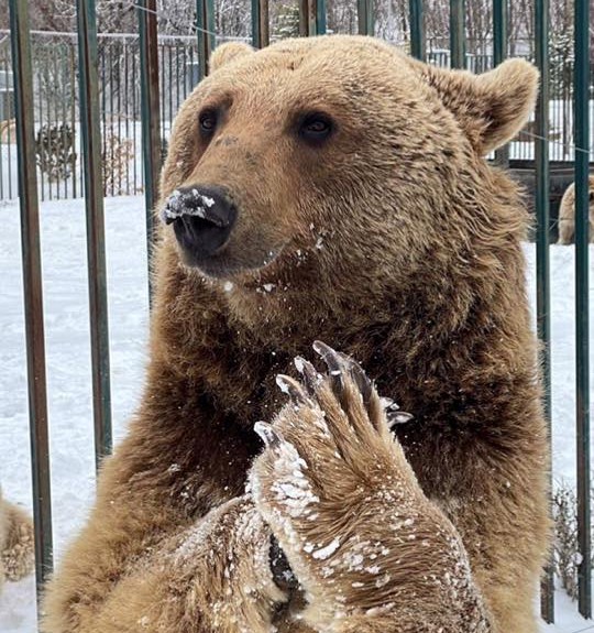 დავლიანე